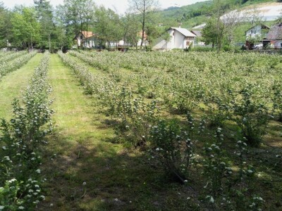 Marko Laco: Od aronije proizvodimo samo sok, ali imamo puno planova