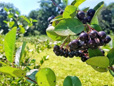 Marko Laco: Od aronije proizvodimo samo sok, ali imamo puno planova