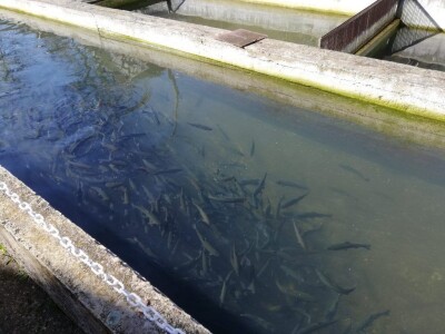 Marko Livajušić: Od hobija do najvećeg ribogojilišta u Gornjem Vakufu- Uskoplju Marko Livajušić: Od hobija do najvećeg ribogojilišta u Gornjem Vakufu- Uskoplju