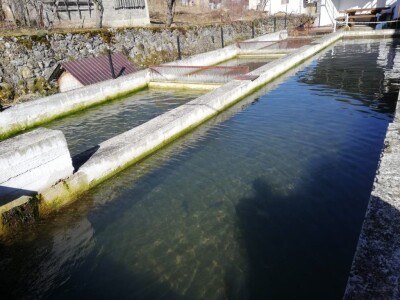 Marko Livajušić: Od hobija do najvećeg ribogojilišta u Gornjem Vakufu- Uskoplju Marko Livajušić: Od hobija do najvećeg ribogojilišta u Gornjem Vakufu- Uskoplju