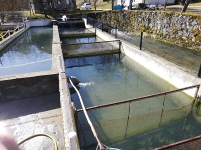 Marko Livajušić: Od hobija do najvećeg ribogojilišta u Gornjem Vakufu- Uskoplju Marko Livajušić: Od hobija do najvećeg ribogojilišta u Gornjem Vakufu- Uskoplju