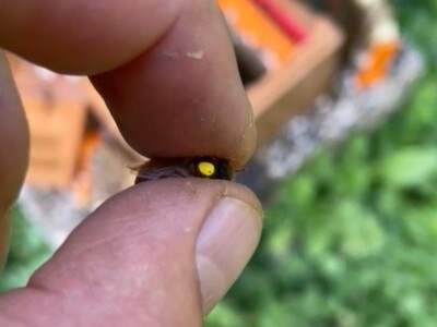 Marko Mašić Oplodna stanica