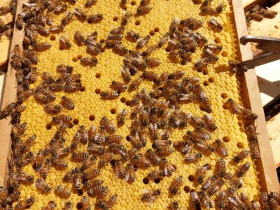 Marko Mašić Oplodna stanica