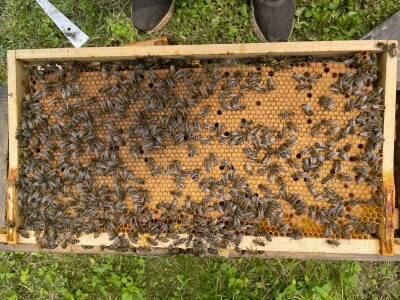 Marko Mašić Oplodna stanica