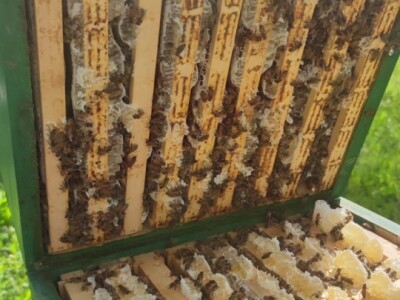 Marko Mašić Oplodna stanica