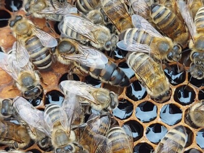 Marko Mašić Oplodna stanica