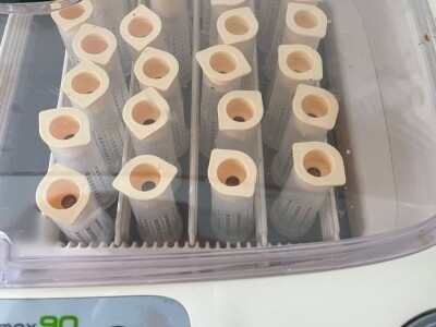 Marko Mašić Oplodna stanica