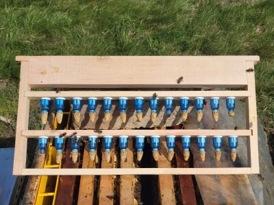 Marko Mašić Oplodna stanica