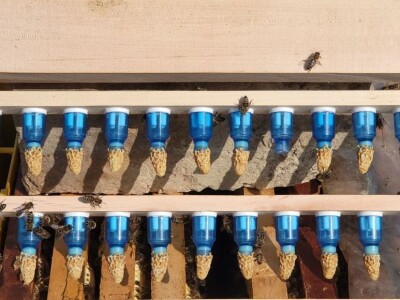 Marko Mašić Oplodna stanica