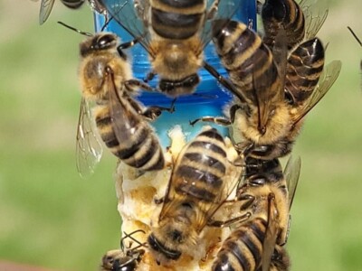 Marko Mašić Oplodna stanica