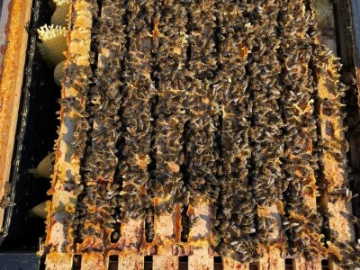 Marko Mašić Oplodna stanica