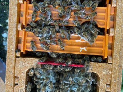 Marko Mašić Oplodna stanica