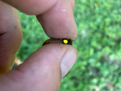 Marko Mašić Oplodna stanica