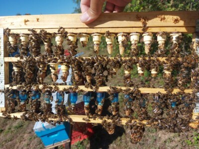 Marko Mašić Oplodna stanica