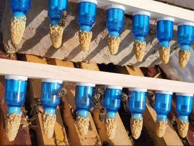 Marko Mašić Oplodna stanica