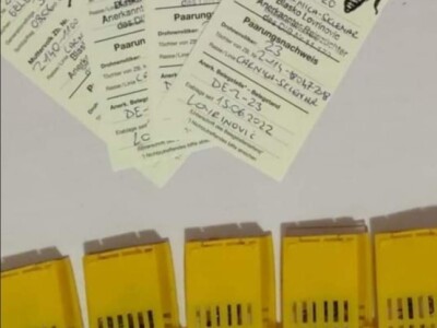 Marko Mašić Oplodna stanica