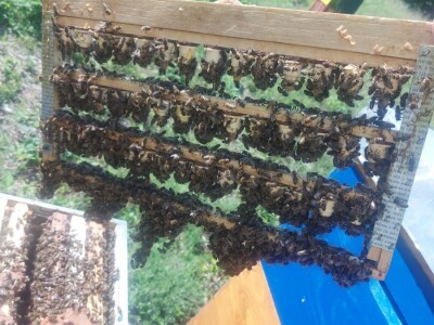 Marko Mašić Oplodna stanica