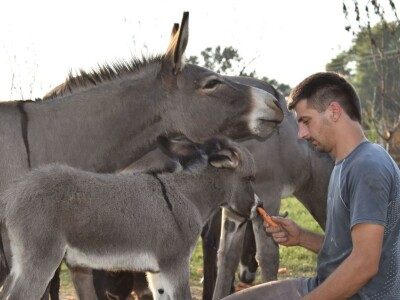 OPG INFINITY OPG INFINITY