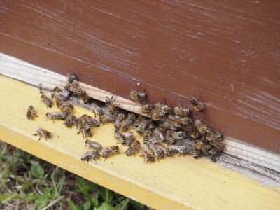 Toplije vrijeme izmamilo pčele Toplije vrijeme izmamilo pčele