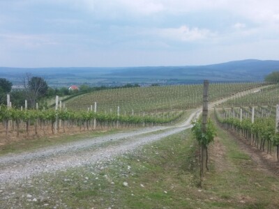 Vinograd iznad Pleternice