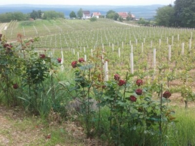 Ruže i vinograd
