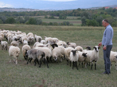 Markulin, zaljubljenik u ovčarstvo