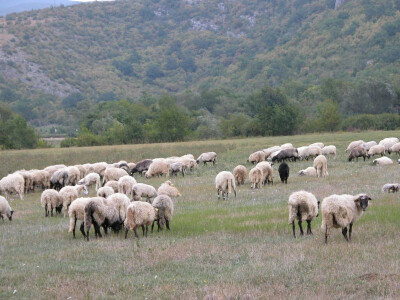 Stado ovaca Zorana Markulina
