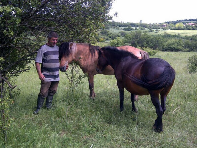 Martin je veliki ljubitelj domaćih brdskih konja