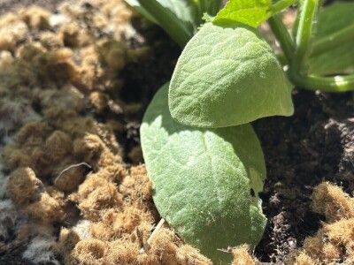 Martina Petrak koristi u povrtnjaku Woolee repelent od ovčje vune