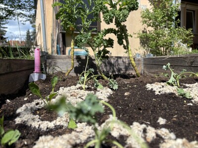 Martina Petrak koristi u povrtnjaku Woolee repelent od ovčje vune