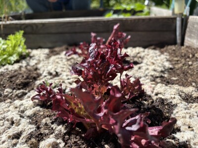 Martina Petrak koristi u povrtnjaku Woolee repelent od ovčje vune