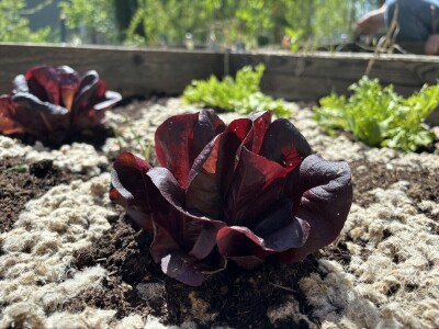 Martina Petrak koristi u povrtnjaku Woolee repelent od ovčje vune