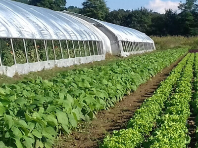 Povrće sade u zatvorenom  prostoru i vani