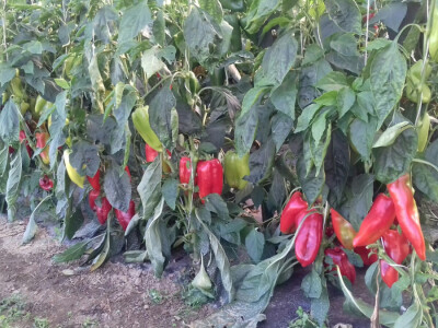 Paprike uz koje će svaki ajvar biti ukusniji