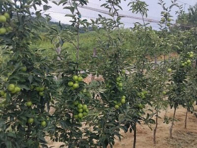 Mašina za mašinsku rezidbu voća
