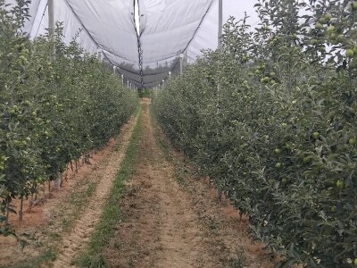 Mašina za mašinsku rezidbu voća