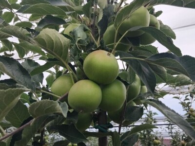 Mašina za mašinsku rezidbu voća