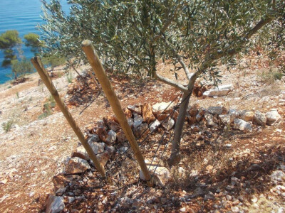 Na kosom terenu moraju masline biti vezane Na kosom terenu moraju masline biti vezane