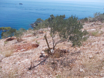 Problem moze biti s mladim maslinama Problem moze biti s mladim maslinama