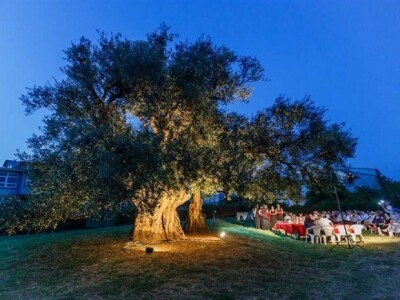 Maslina u Kaštel Štafiliću poznata kao Mastrinka, osvijetljenja noću