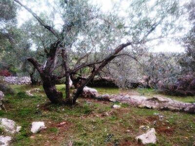 OPG DENIS BARIĆ - Poker odličja iz stoljetnog maslinika vridnog otočnog predsjednika