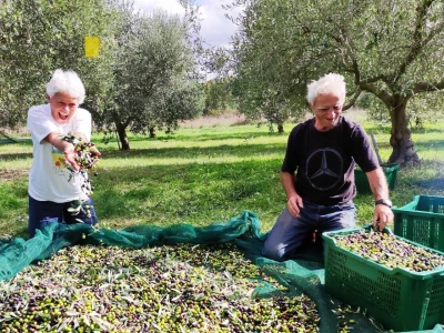 MASLINARSKI PARADOKSI :  PDV na preradu maslina veči nego na pornografiju?!