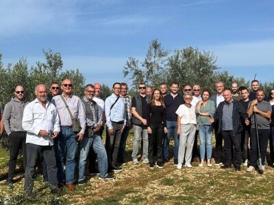 MASLINARSTVO DANAS I SUTRA - Od 8 milijuna navodnjavamo samo 5 posto maslina