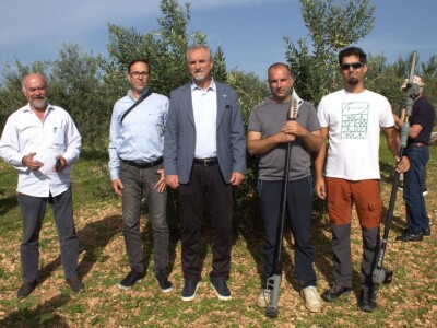 MASLINARSTVO DANAS I SUTRA - Od 8 milijuna navodnjavamo samo 5 posto maslina