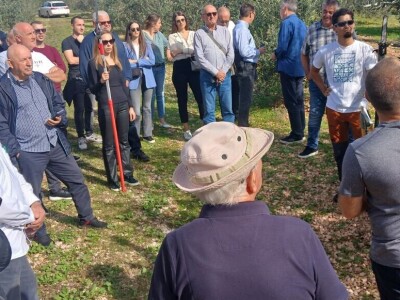 MASLINARSTVO DANAS I SUTRA - Od 8 milijuna navodnjavamo samo 5 posto maslina