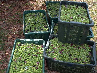 MASLINARSTVO DANAS I SUTRA - Od 8 milijuna navodnjavamo samo 5 posto maslina