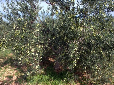 MASLINARSTVO DANAS I SUTRA - Od 8 milijuna navodnjavamo samo 5 posto maslina