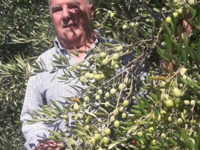 Maslinarstvo na petsto metara nadmorske visine Maslinarstvo na petsto metara nadmorske visine