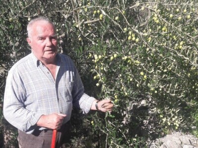 Maslinarstvo na petsto metara nadmorske visine Maslinarstvo na petsto metara nadmorske visine