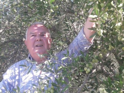 Maslinarstvo na petsto metara nadmorske visine Maslinarstvo na petsto metara nadmorske visine